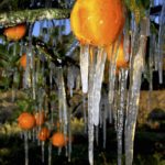 Frozen Oranges