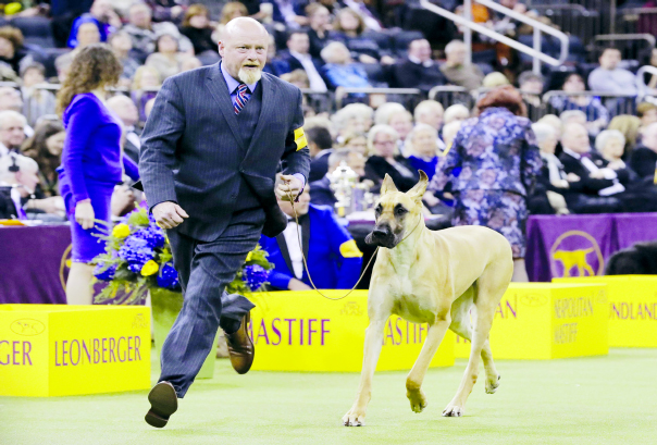 Great dane kennel clearance club