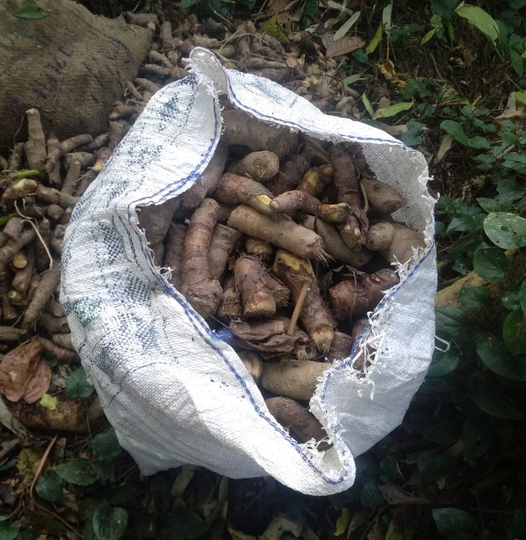 GSU thwarts attempt to smuggle rare tuber plant from GH