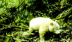 First fully albino giant panda filmed in China - The Shillong Times