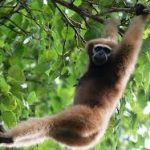 Hoolock Gibbon REP Pics
