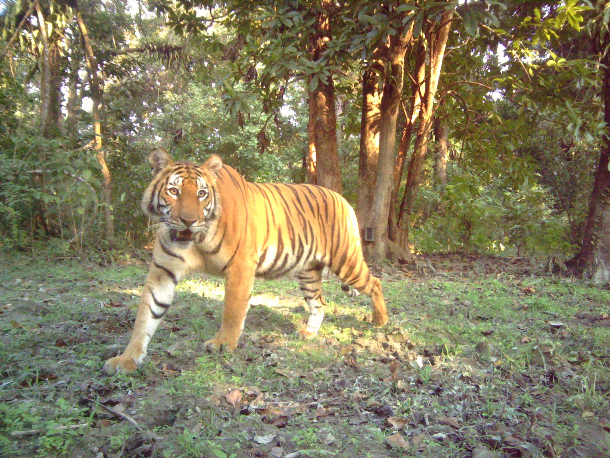 Manas National Park depicts excellent tiger conservation story - The  Shillong Times