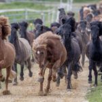Icelandic horses go wild