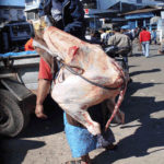 Cow slaughter