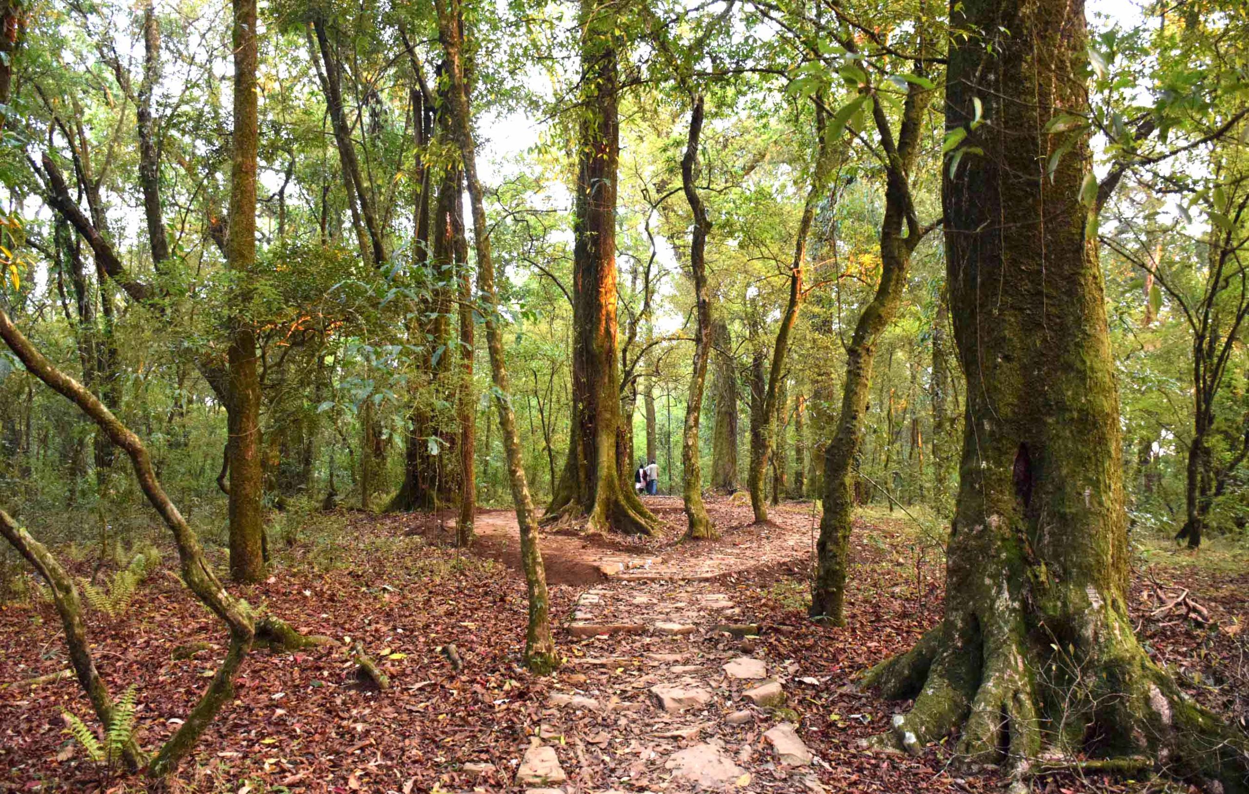 Mawphlang Sacred Grove at its pristine best as tourism stops The