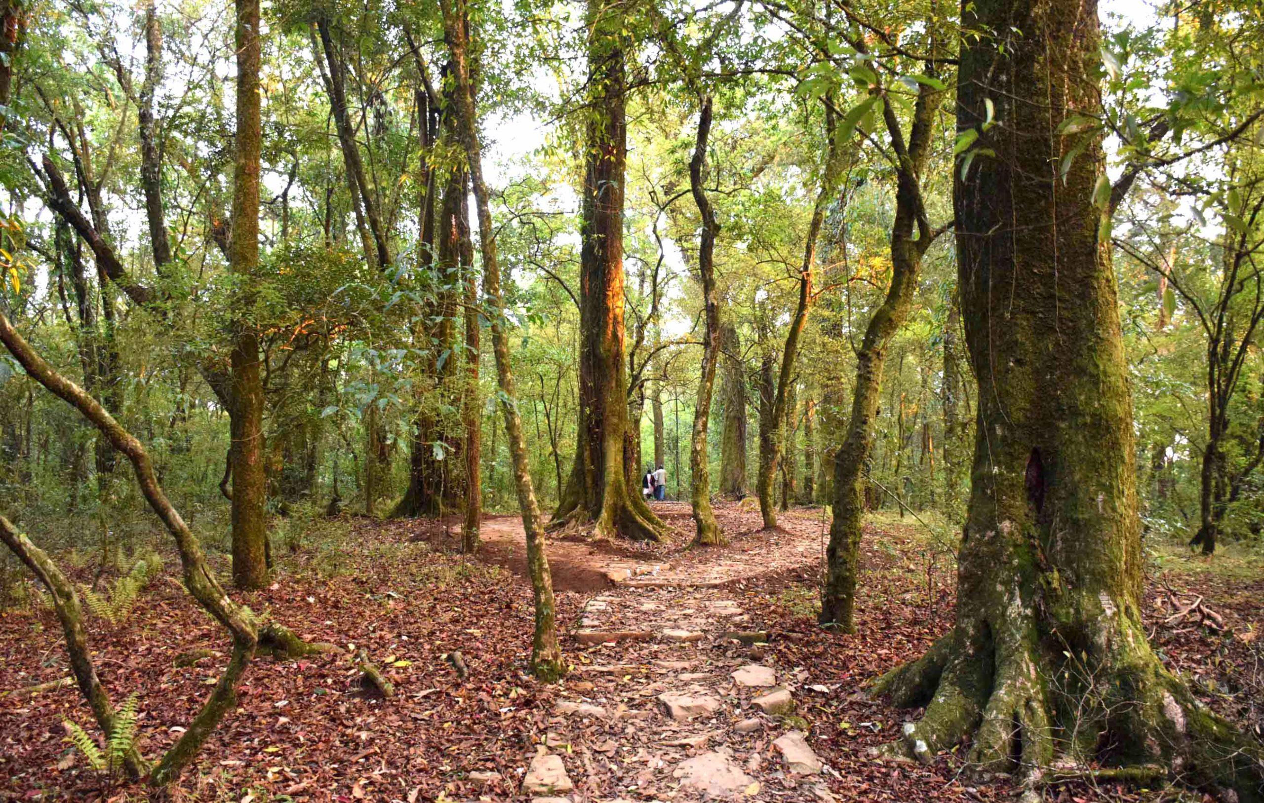 Mawphlang Sacred Grove At Its Pristine Best As Tourism Stops The 