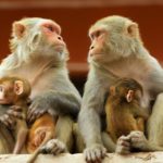 Monkeys in Jaipur