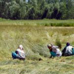 COVID19: Famers at field in Srinagar