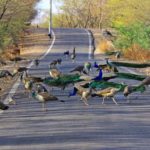 Peacocks and peahens