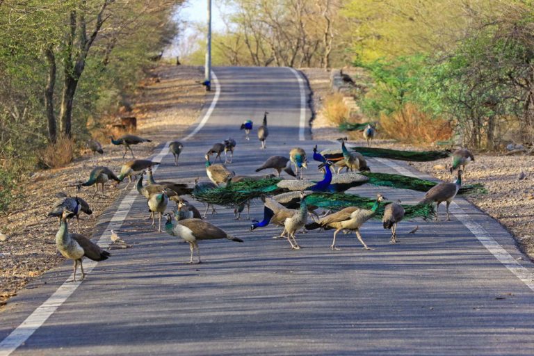 A flock of peacocks and peahens at a deserted road in Jaipur