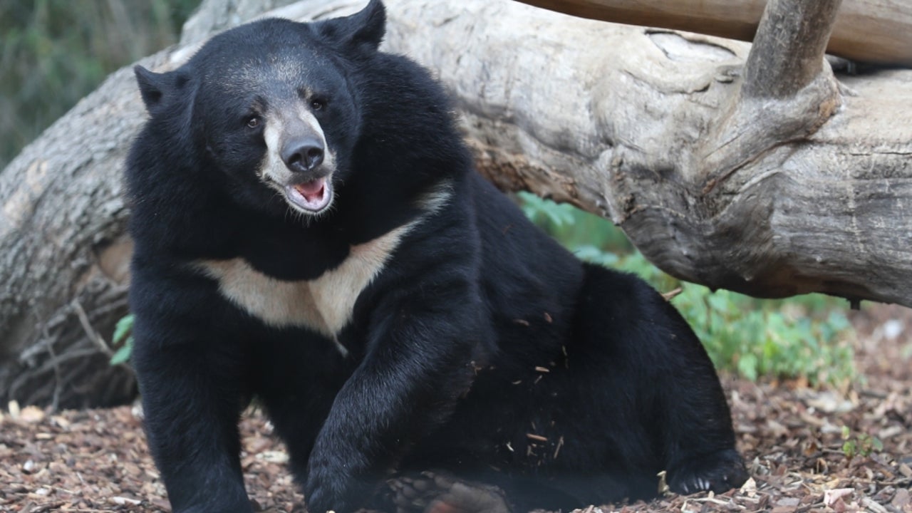 Sloth bear attacks, blinds woman in Karnataka - The Shillong Times