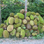 wasted Jackfruits in East Garo Hills