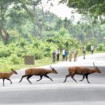 Some flood-hit deer from Kazirnga Park deer cross the National Highway to take refuge on highlands to the South of the Park.