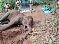 Pregnant elephant’s murder: This is not Indian culture, says Govt Pregnant elephant’s murder: This is not Indian culture, says Govt