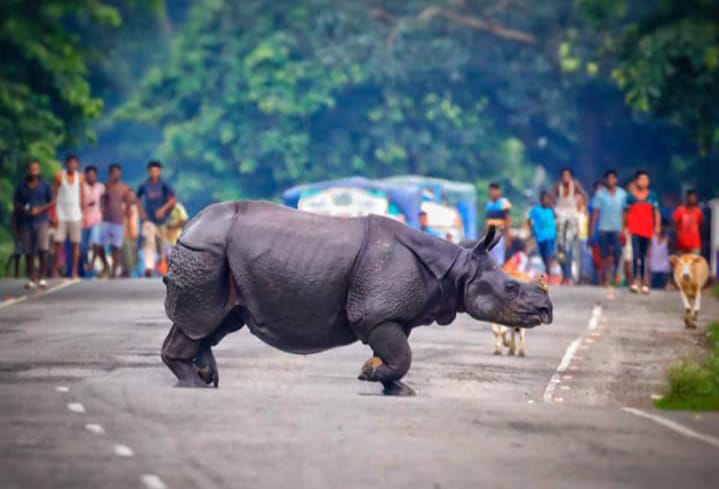 113 animals including 9 rhinos in Kaziranga die in flood - The Shillong  Times