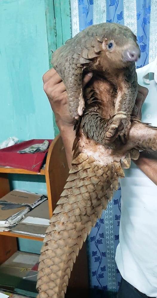 Pangolin rescued in Assam; 3 nabbed - The Shillong Times