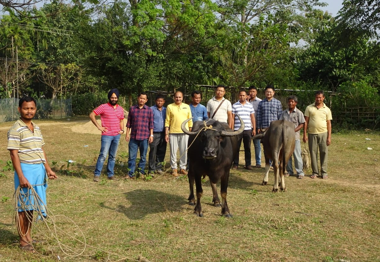 Study reveals existence of swamp buffalo population in Meghalaya - The  Shillong Times