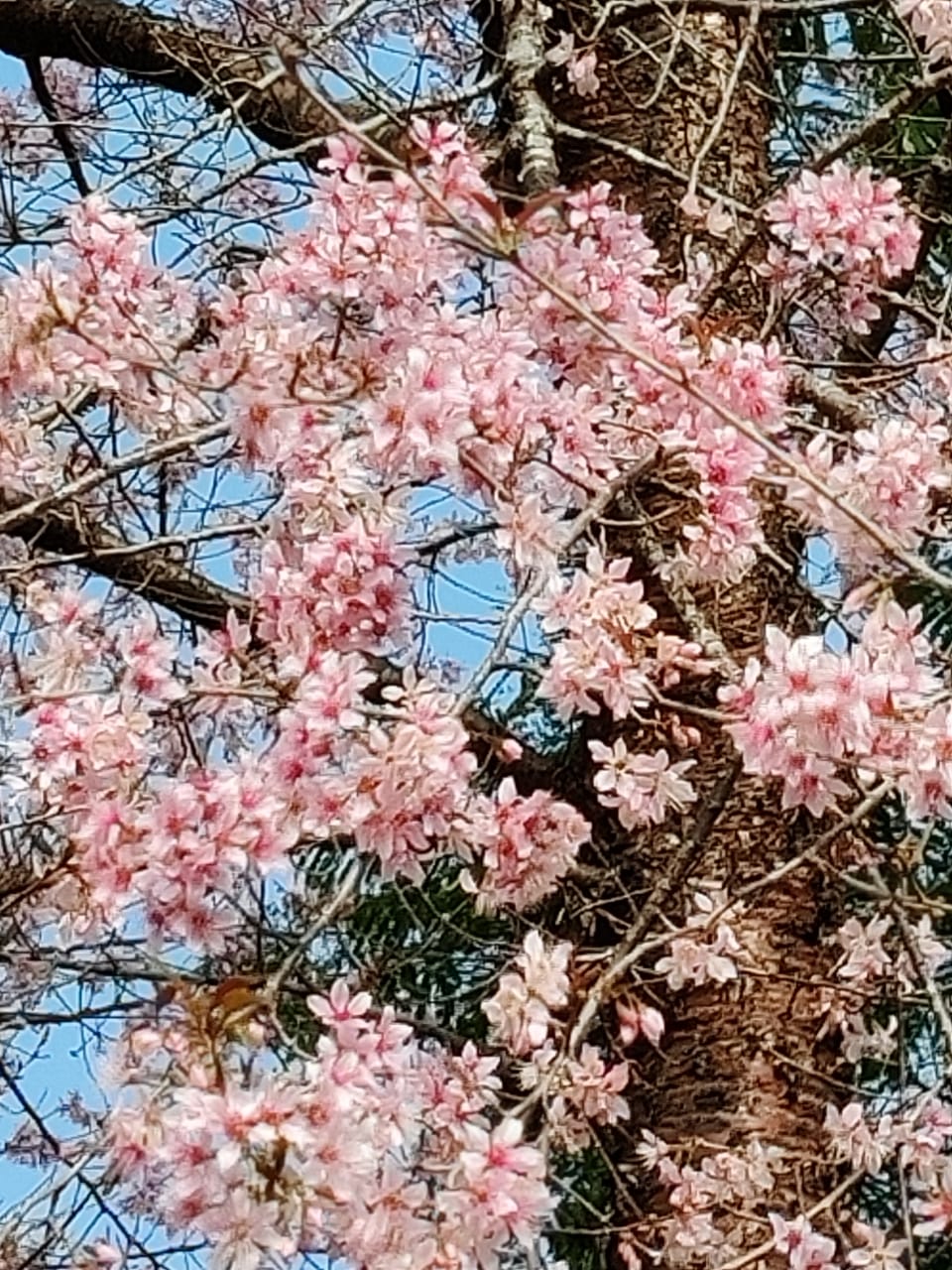 Seasonal cherry blossom adds splendour to Shillong skyline The