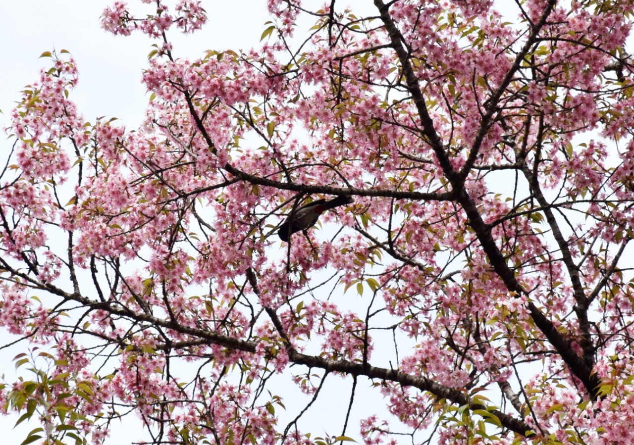 Cherry blossom in Shillong The Shillong Times