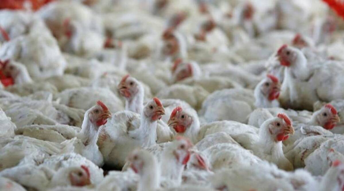 Bird flu: Madhya Pradesh temporarily bans poultry supply from southern states