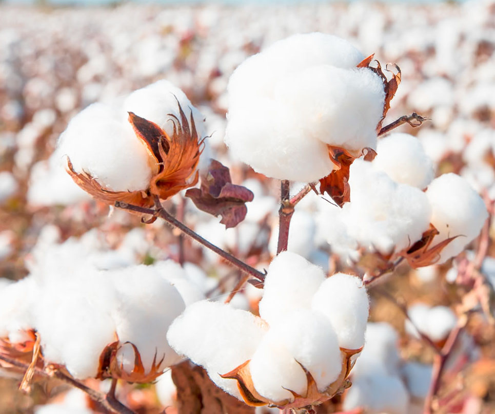 Cotton production for 2024-21 estimated at 360L bales' - The Shillong Times