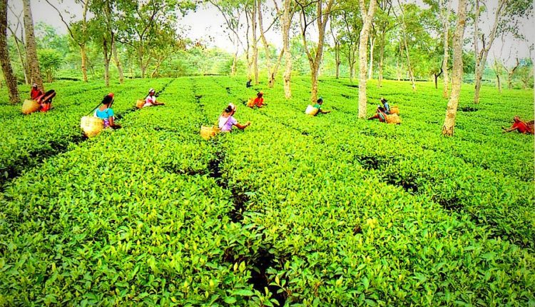 Assam Tea Industry Moves Agcl Asking For Relief To Reduce Production Cost The Shillong Times 0748