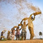 Standalone: Rice winnowing at a field