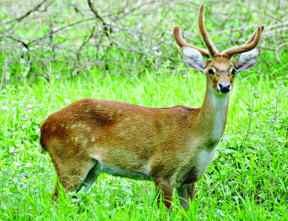 Spot these rare & exotic animals only in India - The Shillong Times