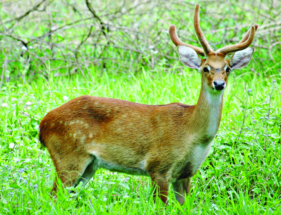 what-are-the-most-unique-animals-in-india