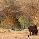 Peacocks at Van Vihar Park