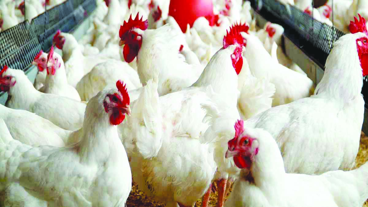 What Is A Career In Poultry Science