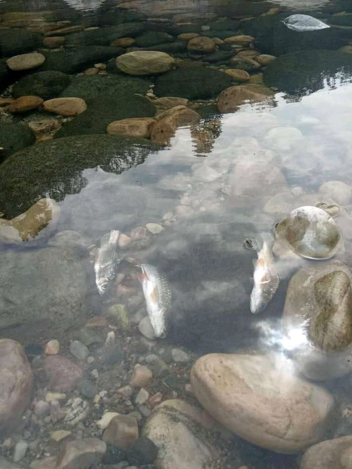 Who kills the fish in Umngot River, KSU questions