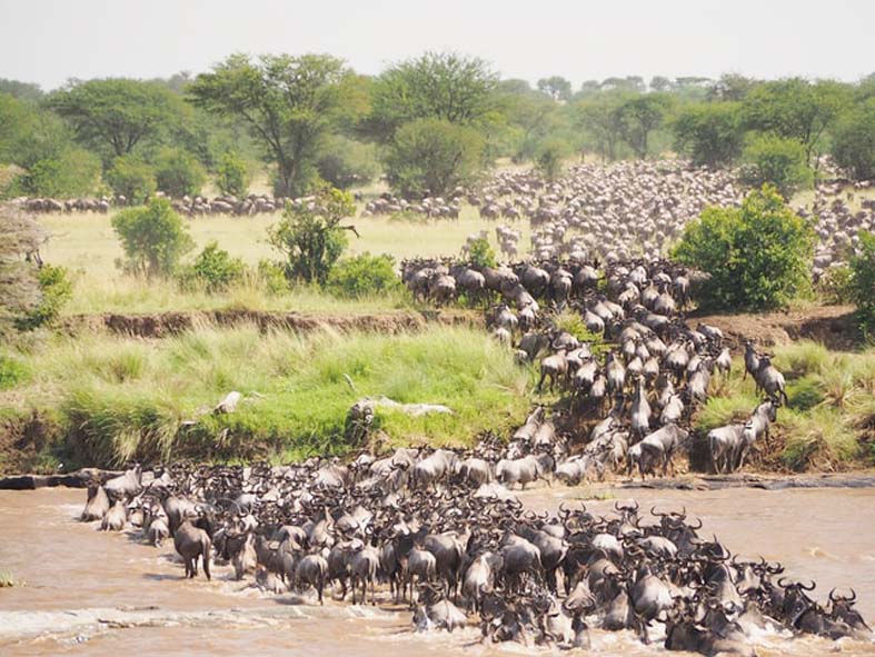 First-ever global initiative to map mammal migrations - The Shillong Times