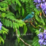Sudarshana Bisharad 3