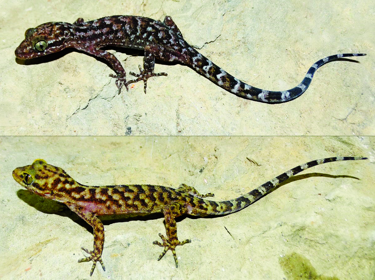 Four species of geckos discovered in Meghalaya, Mizoram - The Shillong Times