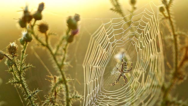 Surprising spider hair discovery may inspire stronger adhesives: Study