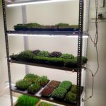 Simple Green Foods_Andrew Suting
