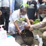 himanta plants sapling