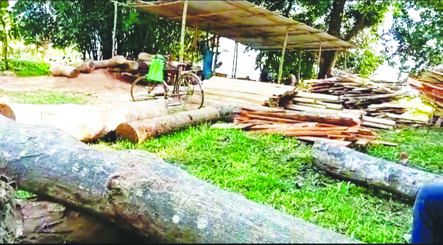 Illegal saw mill busted in GH; 15 mini-trucks deployed to load logs ...