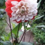 Vedanshi Verma-A