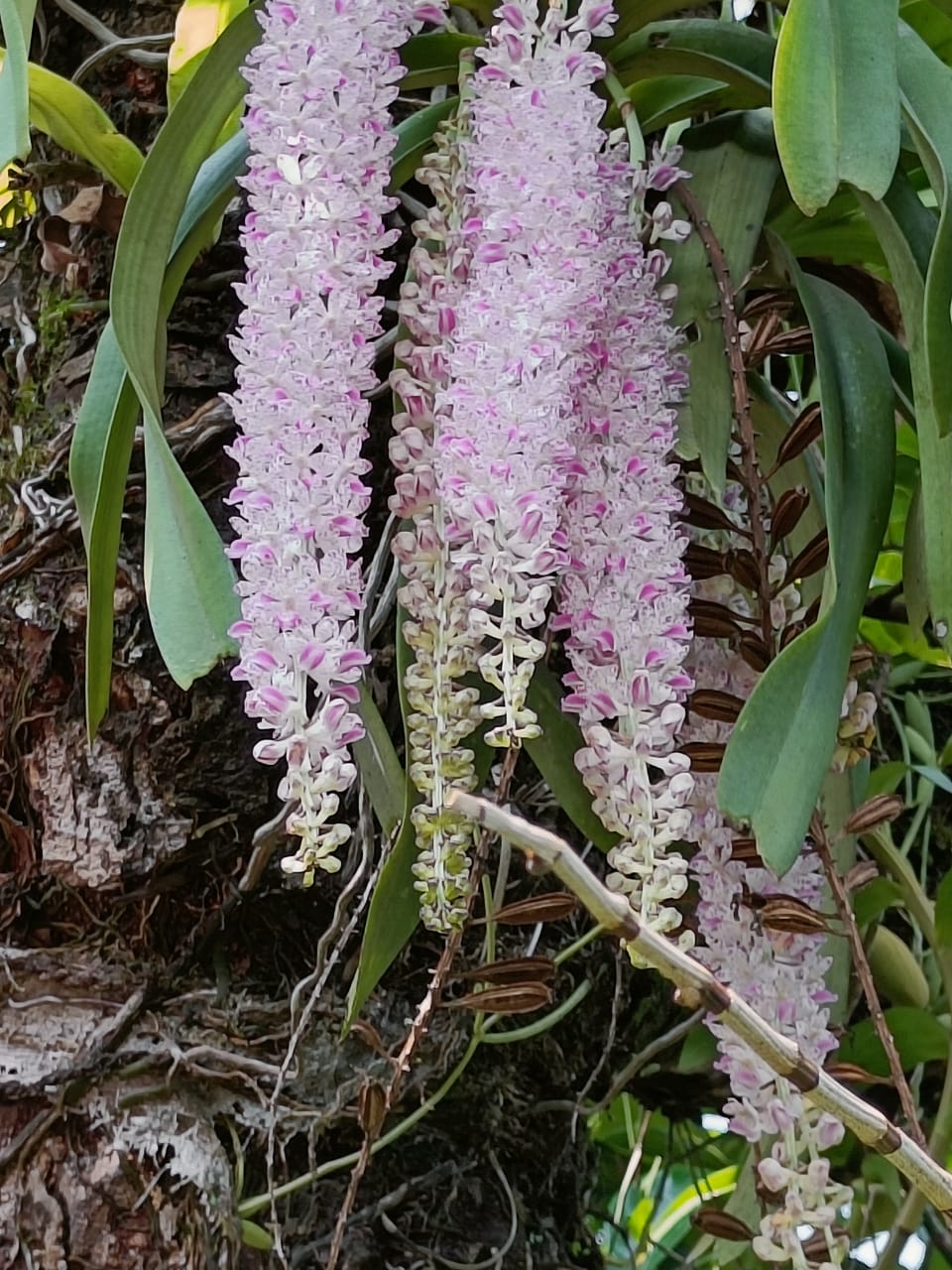 Kopou 'orchid' of Assam - The Shillong Times