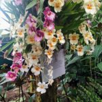 Orchid Show at the Botanical Garden, New York