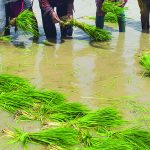 Agriculture: Paddy sowing in Surat