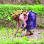 farmer