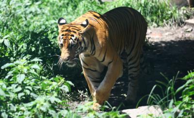 tiger - The Shillong Times