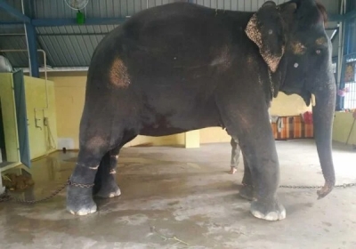 Rebutting TN NGO claims, PETA insists elephant Jeymalyatha was tortured,  needs special care - The Shillong Times