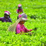 Tea harvesting in Nagaon