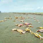 Ocean Shores WA- dungeness crab die off