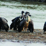 Critical for nature’s balance, vultures face extinction if no action taken.