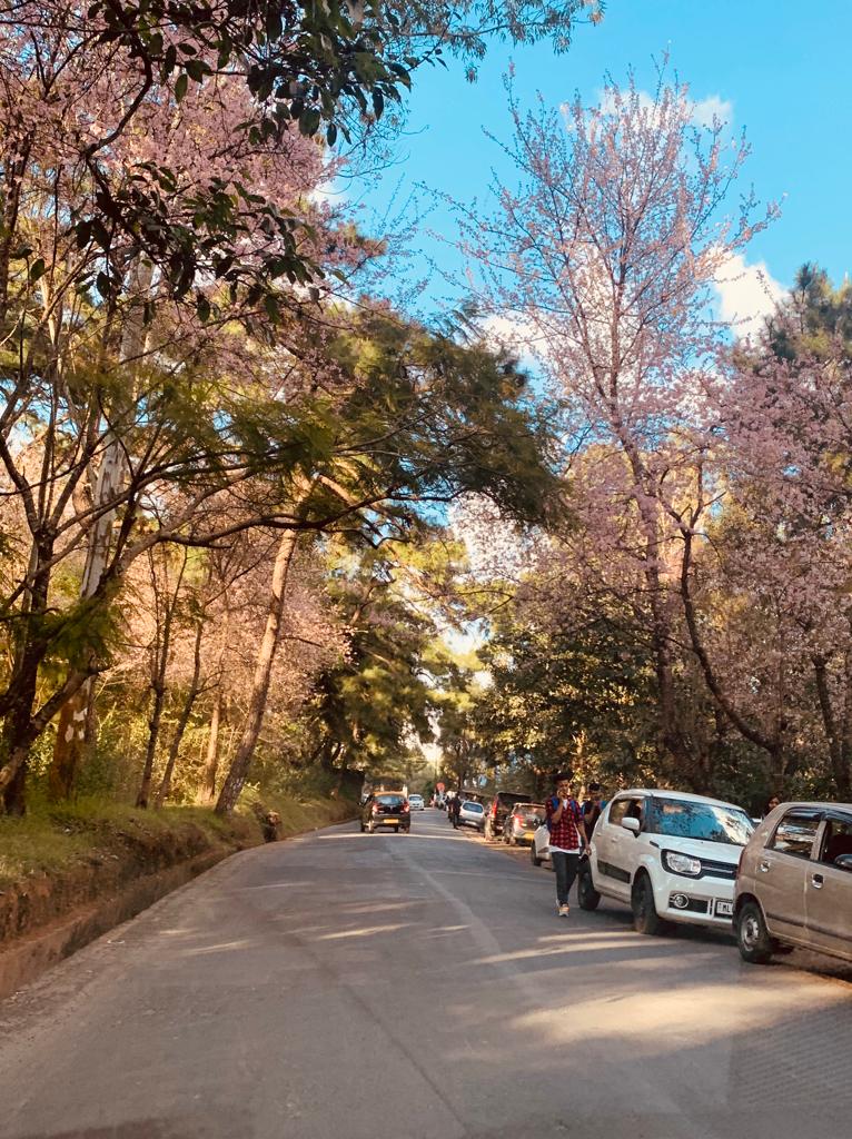 Cherry Blossom The Shillong Times